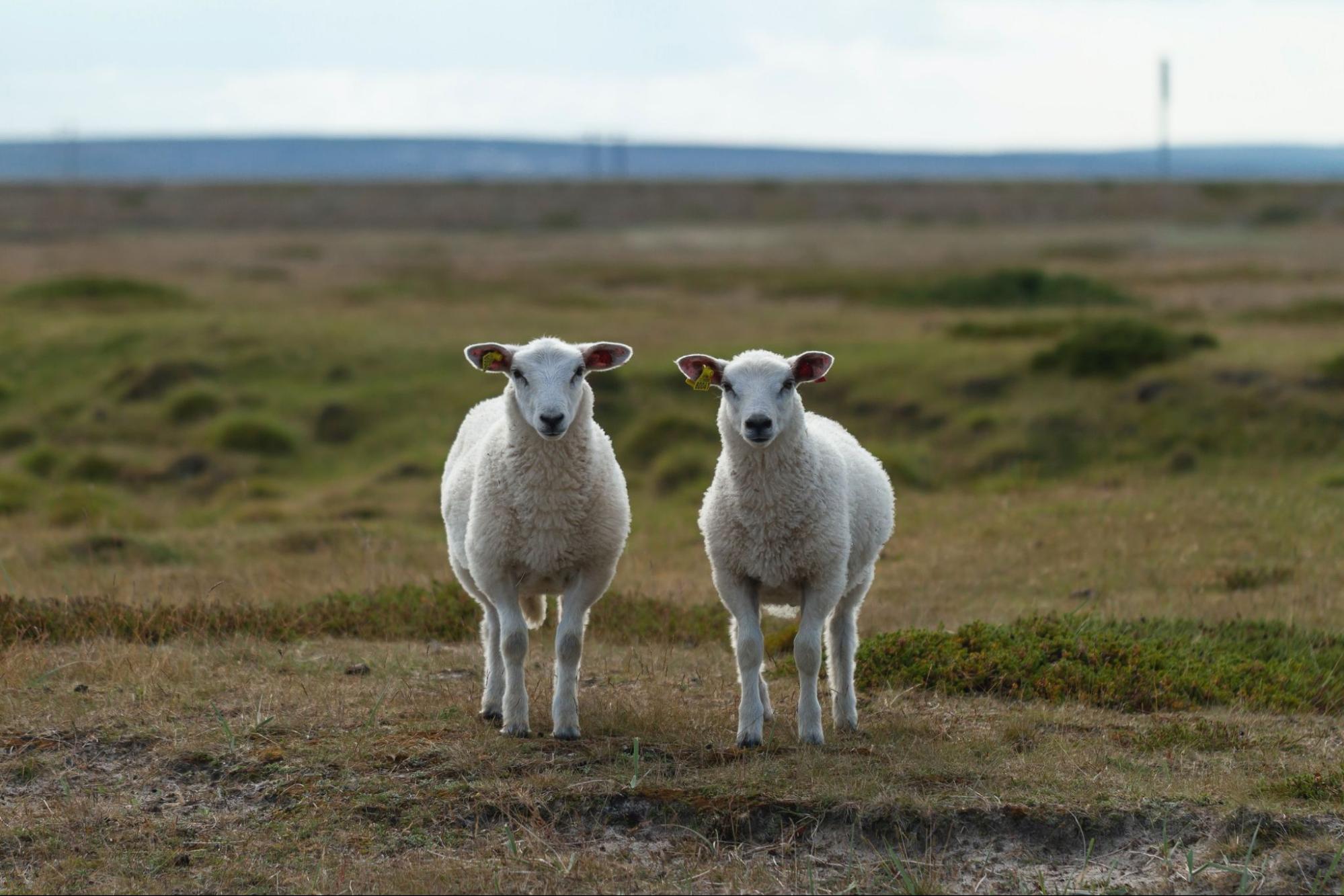 Lookalike sheeps in the farm